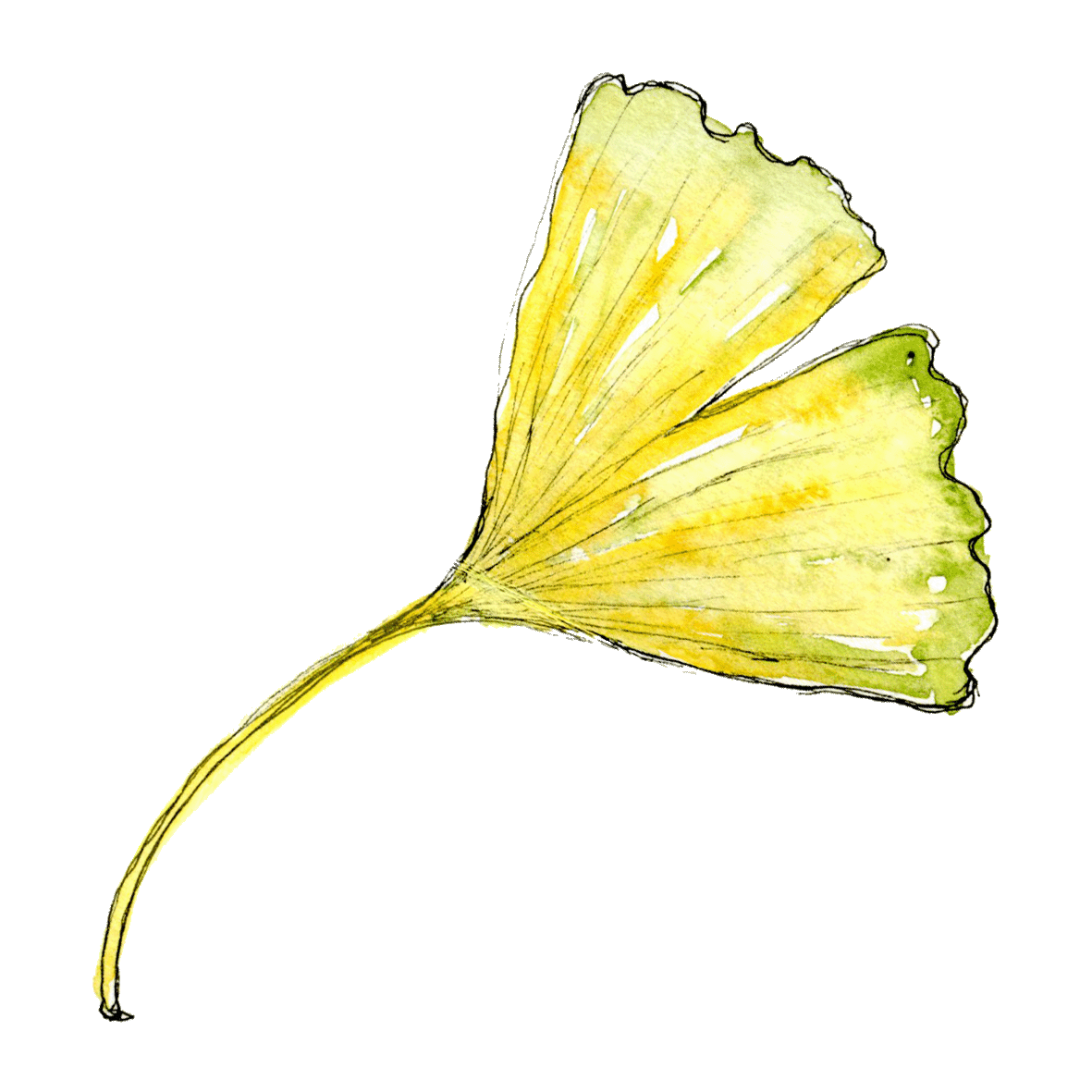 Ginkoblatt_3
