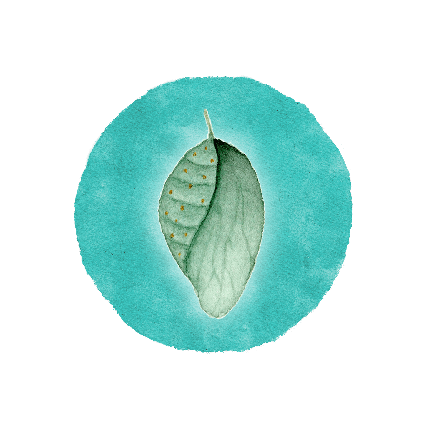 Metamorphose_Kokon