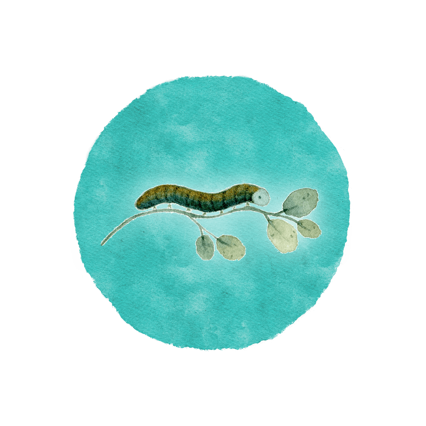 Metamorphose_Raupe