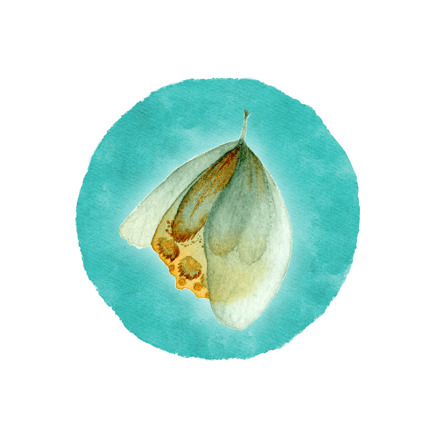 Metamorphose_Schlüpfender_Schmetterling