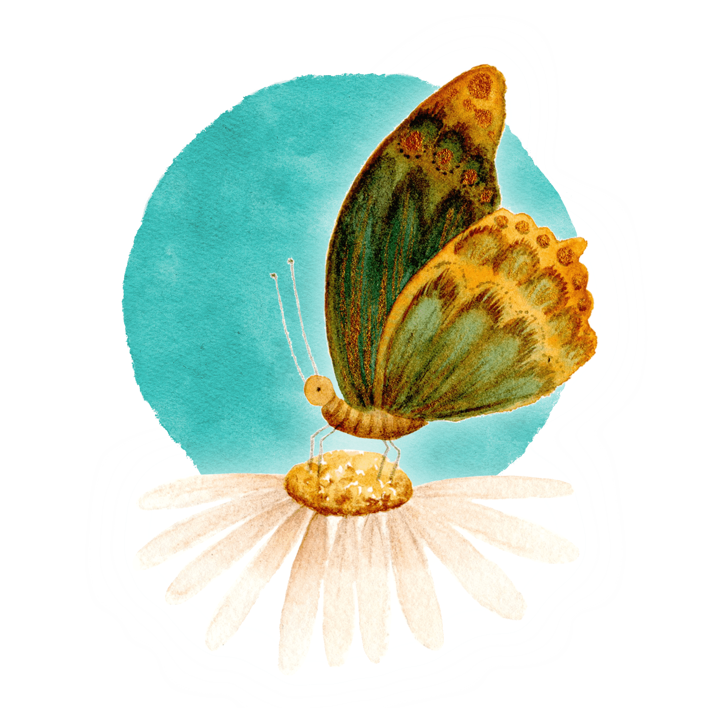 Metamorphose_Schmetterling