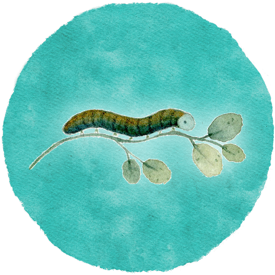 Andrea Waßenberg_Metamorphose_Raupe