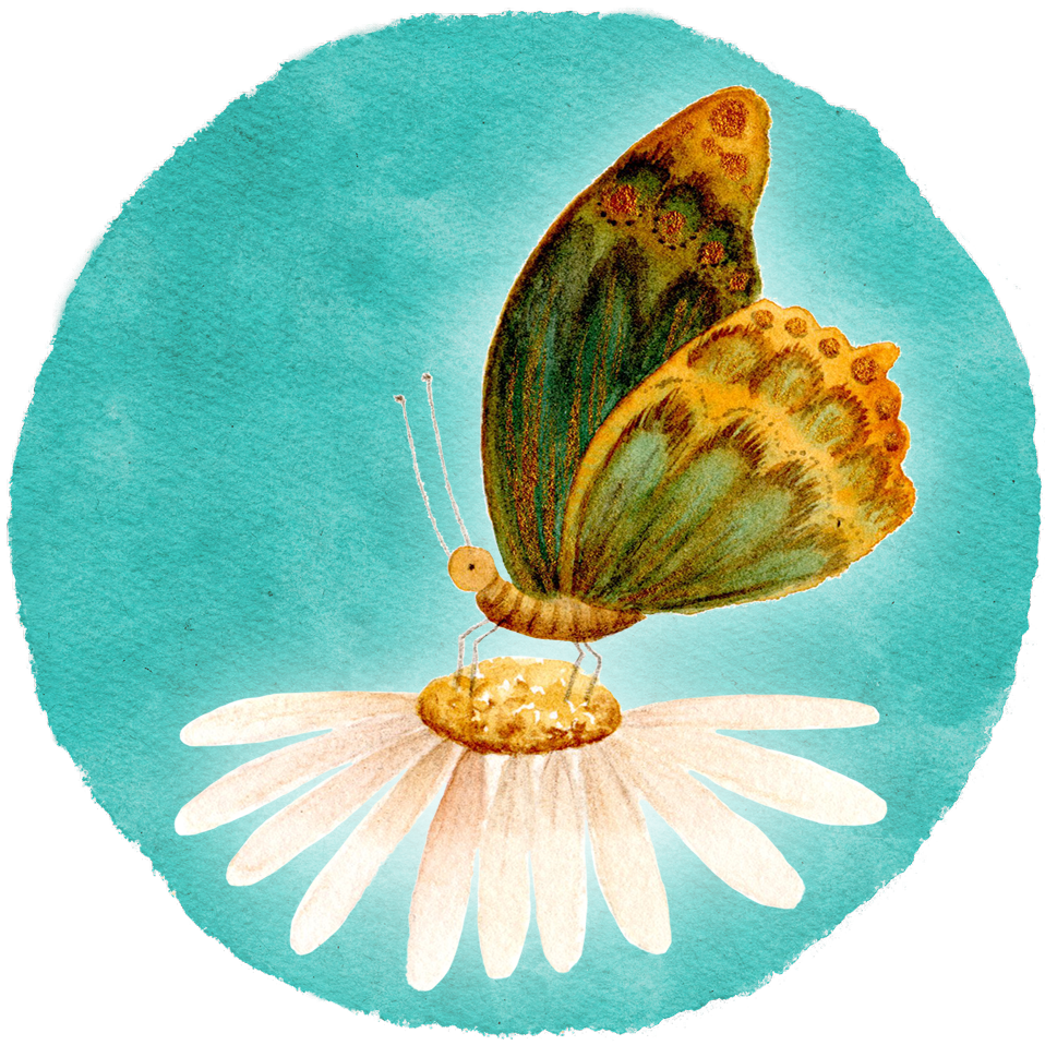 Andrea Waßenberg_Metamorphose_Schmetterling