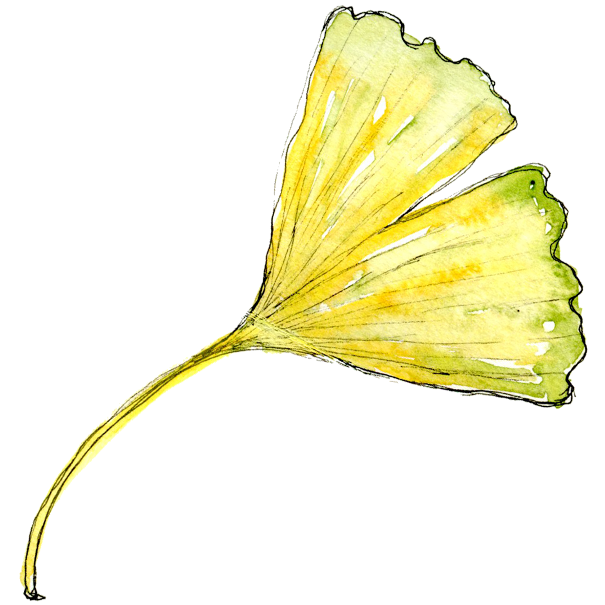 FloweringSoul_Ginkoblatt_03
